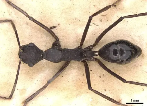 Camponotus traili specimen CASENT0906858 image casent0906858_1
