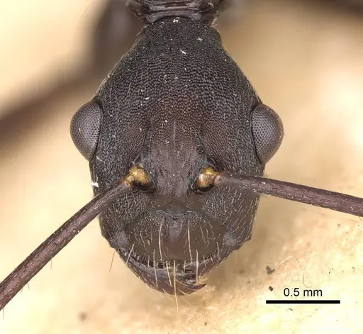Camponotus traili specimen CASENT0906858 image casent0906858_2