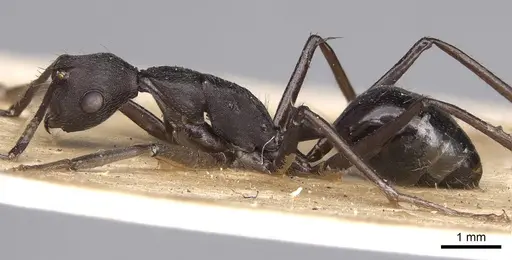Camponotus traili specimen CASENT0906858 image casent0906858_4
