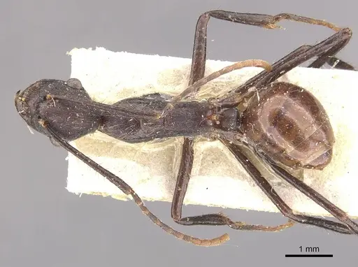 Camponotus traili specimen CASENT0910755 image casent0910755_1