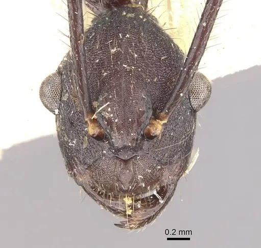 Camponotus traili specimen CASENT0910755 image casent0910755_2