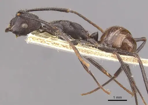 Camponotus traili specimen CASENT0910755 image casent0910755_3