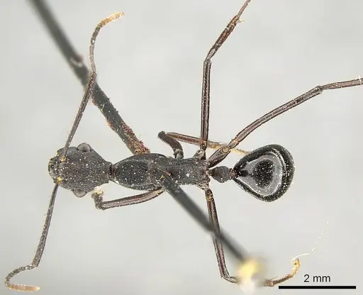 Camponotus traili specimen CASENT0915805 image casent0915805_1