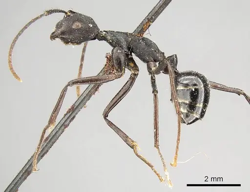 Camponotus traili specimen CASENT0915805 image casent0915805_3