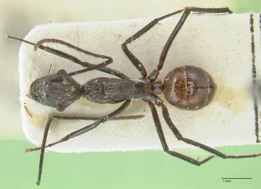 Camponotus traili specimen FOCOL2243 image focol2243_1