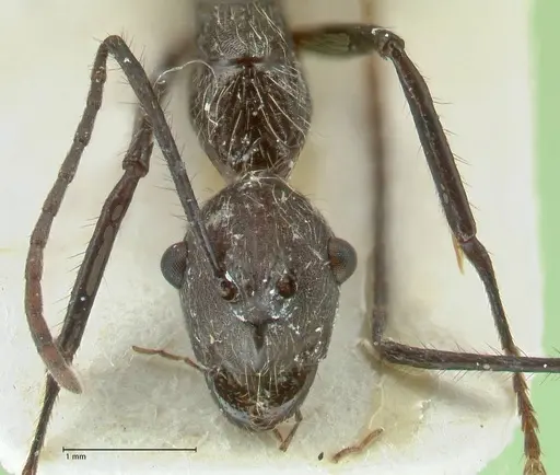 Camponotus traili specimen FOCOL2243 image focol2243_2