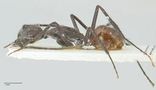 Camponotus traili specimen FOCOL2243 image focol2243_3
