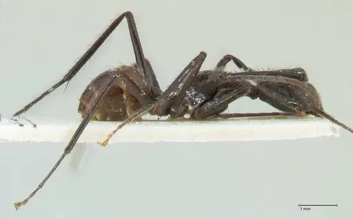 Camponotus traili specimen FOCOL2243 image focol2243_4