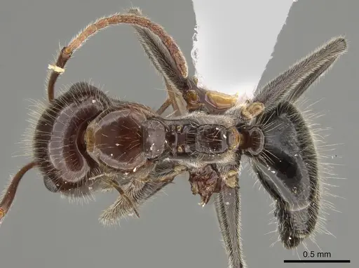 Camponotus trajanus specimen CASENT0887754 image casent0887754_1