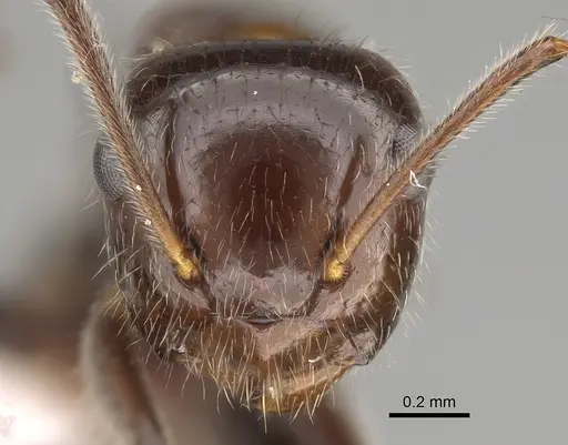 Camponotus trajanus specimen CASENT0887754 image casent0887754_2