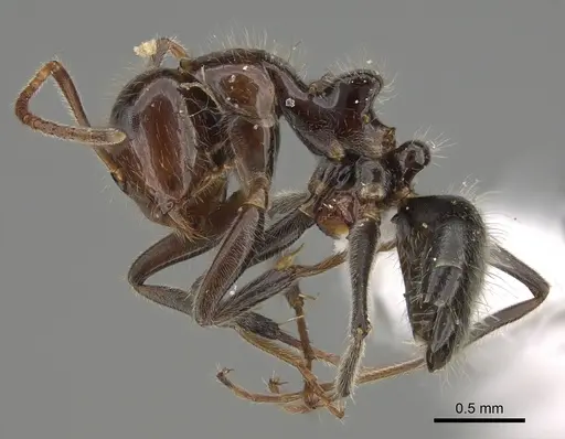 Camponotus trajanus specimen CASENT0887754 image casent0887754_3