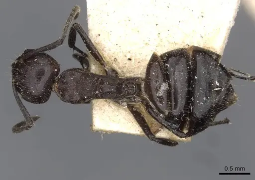 Camponotus trajanus specimen CASENT0910612 image casent0910612_1