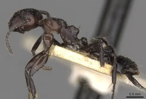 Camponotus trajanus specimen CASENT0910612 image casent0910612_3