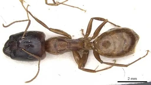 Camponotus transvaalensis specimen CASENT0903501 image casent0903501_1