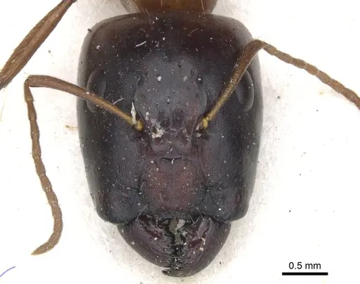 Camponotus transvaalensis specimen CASENT0903501 image casent0903501_2