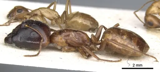 Camponotus transvaalensis specimen CASENT0903501 image casent0903501_3
