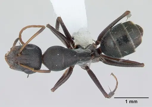 Camponotus trapeziceps specimen CASENT0173457 image casent0173457_1