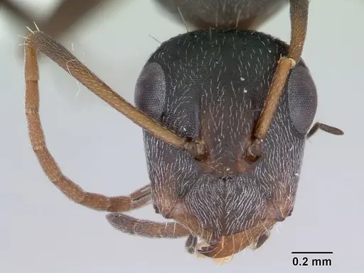 Camponotus trapeziceps specimen CASENT0173457 image casent0173457_2