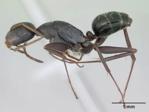Camponotus trapeziceps specimen CASENT0173457 image casent0173457_3