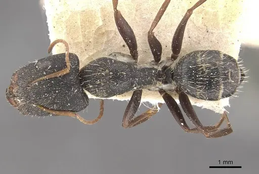 Camponotus trapeziceps specimen CASENT0910647 image casent0910647_1