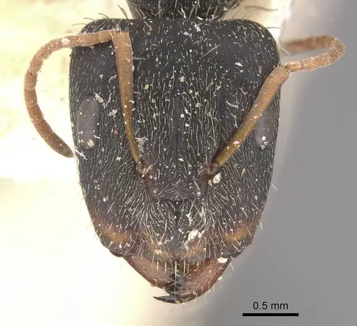 Camponotus trapeziceps specimen CASENT0910647 image casent0910647_2
