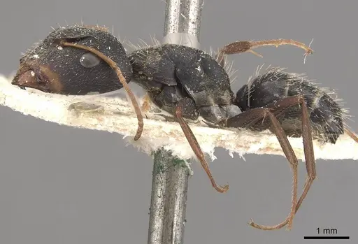 Camponotus trapeziceps specimen CASENT0910647 image casent0910647_3