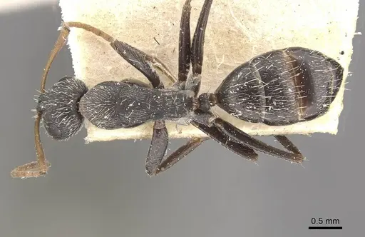 Camponotus trapeziceps specimen CASENT0910648 image casent0910648_1