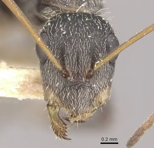 Camponotus trapeziceps specimen CASENT0910648 image casent0910648_2