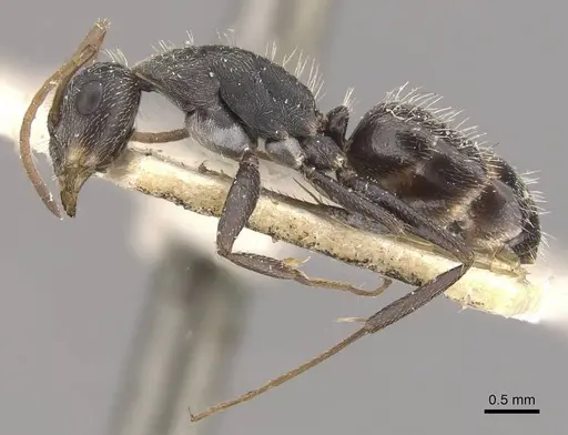 Camponotus trapeziceps specimen CASENT0910648 image casent0910648_3