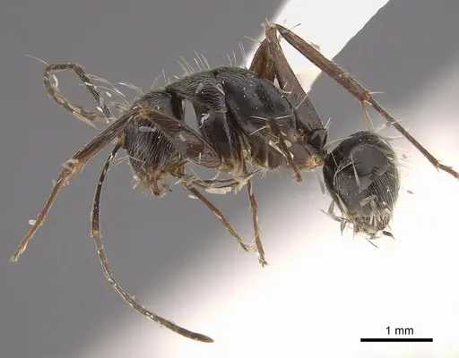 Camponotus trapeziceps specimen CASENT0923559 image casent0923559_1