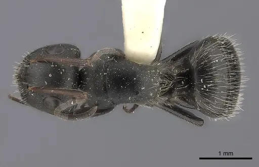 Camponotus trapezoideus specimen CASENT0217709 image casent0217709_1