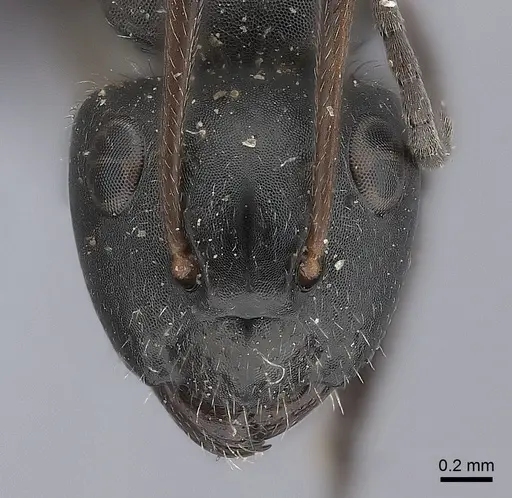 Camponotus trapezoideus specimen CASENT0217709 image casent0217709_2