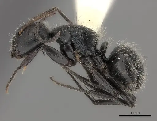 Camponotus trapezoideus specimen CASENT0217709 image casent0217709_3