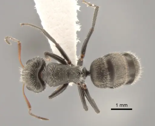 Camponotus trapezoideus specimen CASENT0882313 image casent0882313_1