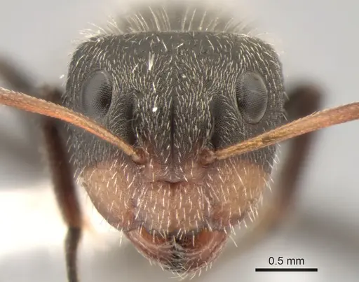 Camponotus trapezoideus specimen CASENT0882313 image casent0882313_2
