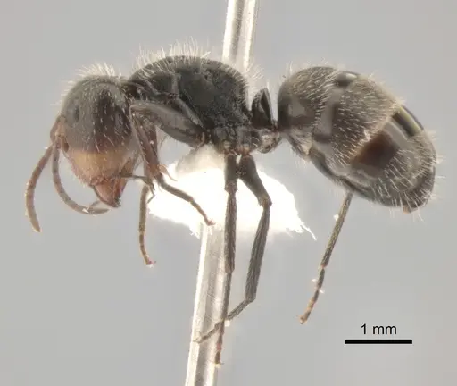 Camponotus trapezoideus specimen CASENT0882313 image casent0882313_3