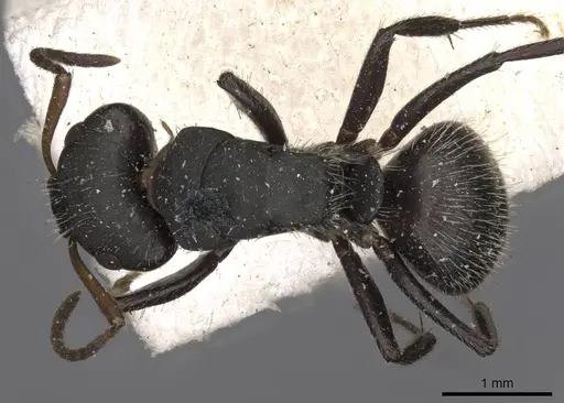 Camponotus trapezoideus specimen CASENT0910720 image casent0910720_1
