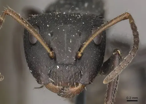 Camponotus trapezoideus specimen CASENT0910720 image casent0910720_2