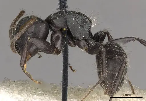Camponotus trapezoideus specimen CASENT0910720 image casent0910720_3