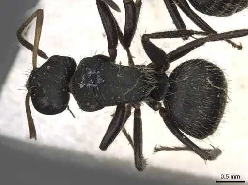 Camponotus trapezoideus specimen CASENT0910721 image casent0910721_1