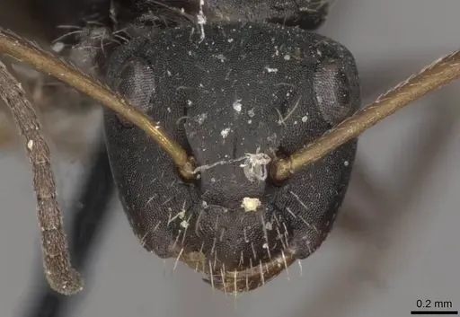 Camponotus trapezoideus specimen CASENT0910721 image casent0910721_2