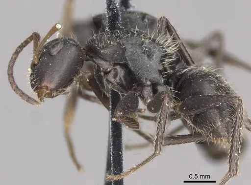 Camponotus trapezoideus specimen CASENT0910721 image casent0910721_3