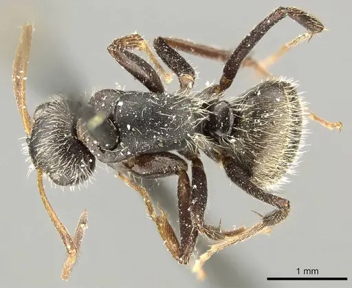 Camponotus trapezoideus specimen CASENT0915808 image casent0915808_1
