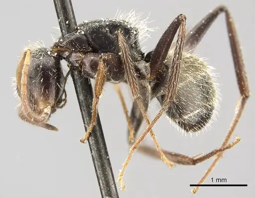 Camponotus trapezoideus specimen CASENT0915808 image casent0915808_3
