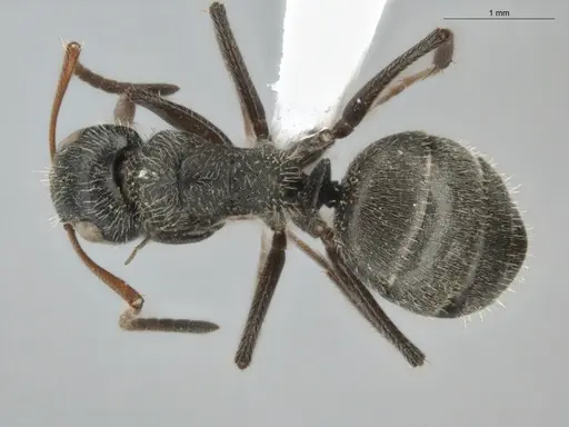 Camponotus trapezoideus specimen ECOFOG-BUG-0046-17 image ecofog-bug-0046-17_1