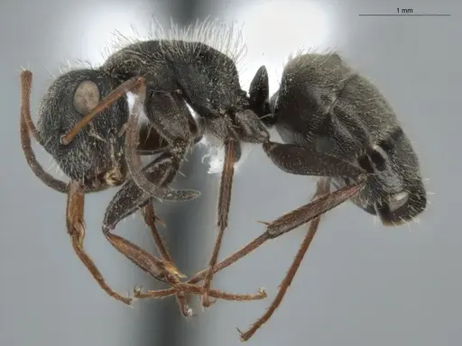 Camponotus trapezoideus specimen ECOFOG-BUG-0046-17 image ecofog-bug-0046-17_3