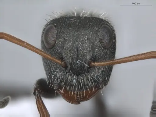 Camponotus trapezoideus specimen ECOFOG-BUG-0502-04 image ecofog-bug-0502-04_2