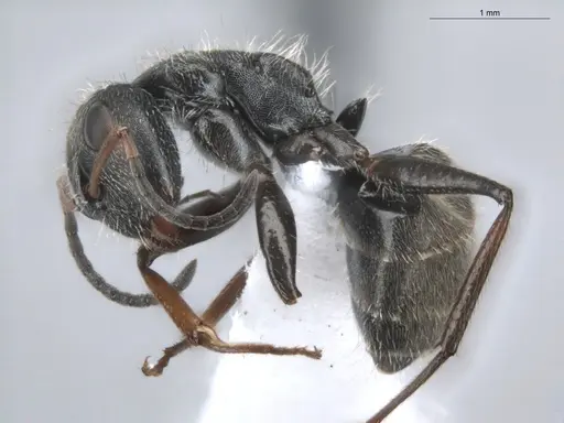 Camponotus trapezoideus specimen ECOFOG-BUG-0502-04 image ecofog-bug-0502-04_3