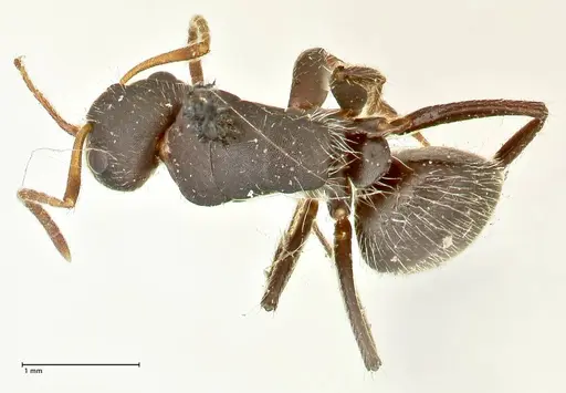 Camponotus trapezoideus specimen FOCOL2454 image focol2454_1
