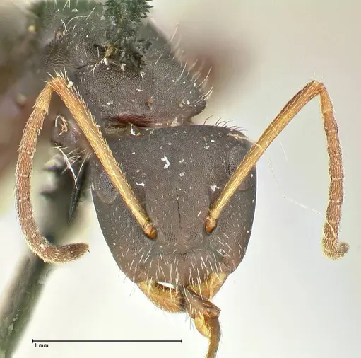 Camponotus trapezoideus specimen FOCOL2454 image focol2454_2
